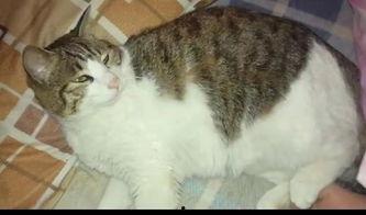 鬼畜猫猫吃瓜,萌态十足，网友直呼“太可爱了！”