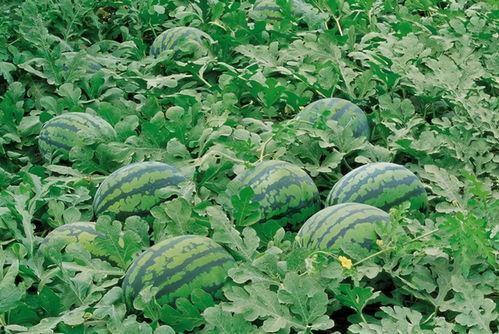 西安吃瓜qq群,揭秘城市生活百态的“瓜田”一角