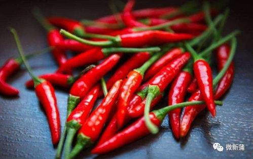 晋江吃瓜壶鱼辣椒,吃瓜壶鱼辣椒的独特魅力