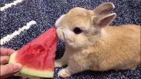 宠物兔吃瓜,瓜果乐园探秘