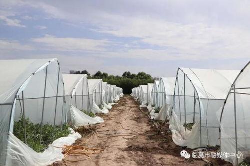 临夏吃瓜墙,揭秘当地特色美食文化