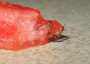 吃瓜小蚂蚁,揭秘娱乐圈幕后故事