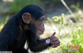 小猩猩吃瓜