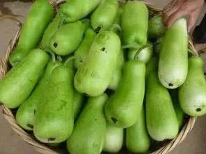 葫芦瓜哪里可以吃