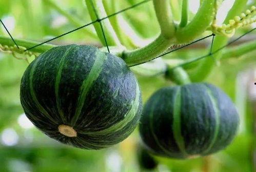 武都最近的吃瓜,揭秘本地热门事件背后的故事