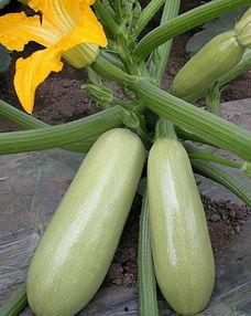 松瓜能晒干吃吗怎么吃,晒干松瓜的吃法与美味探索