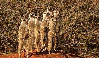 小野猫吃瓜群众,揭秘娱乐圈幕后风云