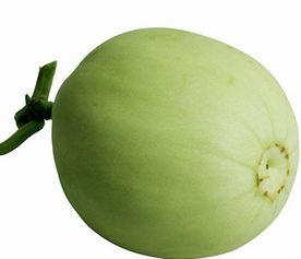 小狗可以吃梨瓜