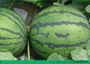 吃胸瓜,揭秘胸瓜的独特风味与烹饪技巧